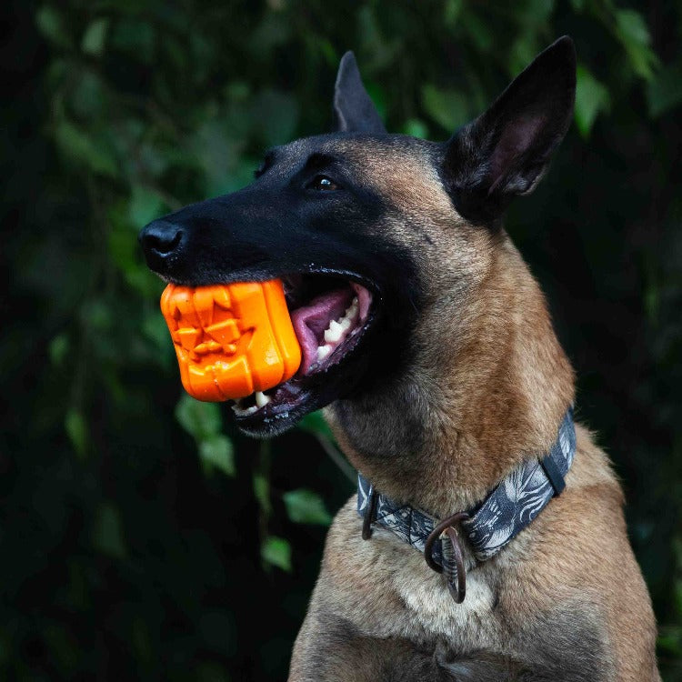 Jack O' Lantern eDispener Durable Rubber Chew Toy & Treat Dispenser - American Bark Bliss