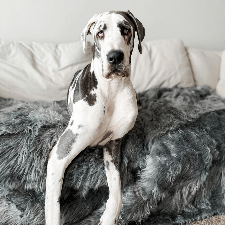 Waterproof Dog Throw Blanket - Protect Your Furniture - American Bark Bliss