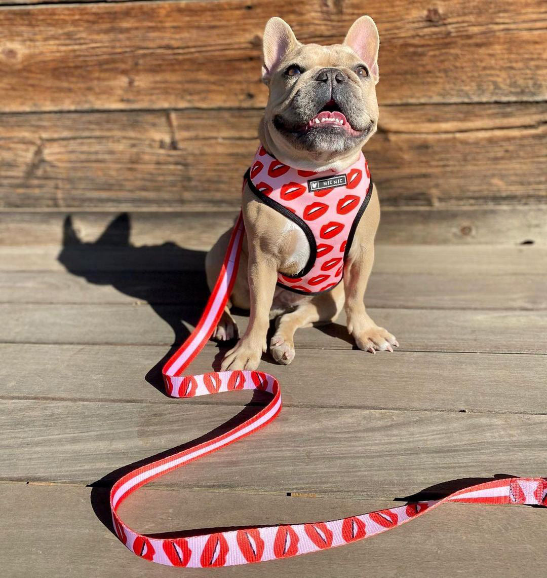 Pet Breathable Mesh Harness with Traction by Furr Baby Gifts