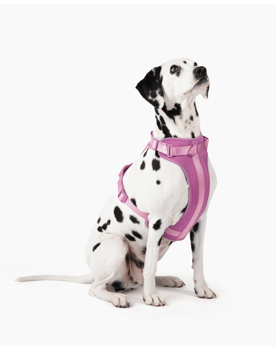 Adjustable Dog Harness for Comfortable Walks - American Bark Bliss
