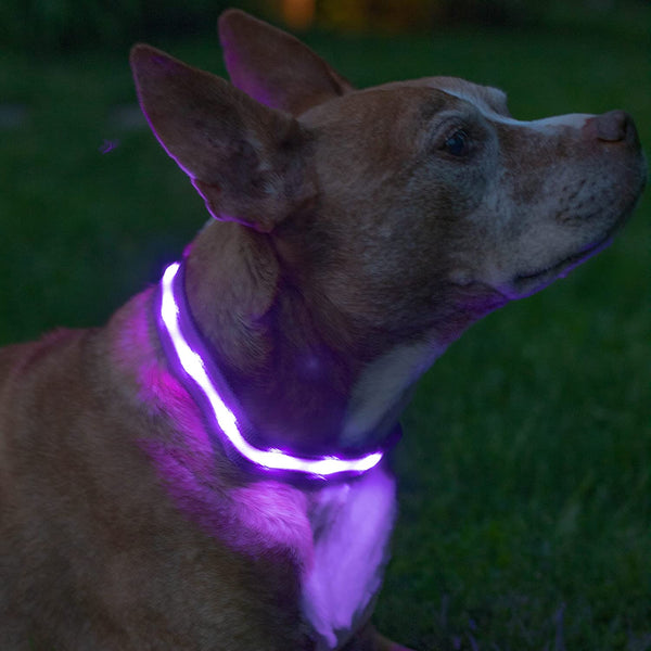 Bright Paws LED Collar