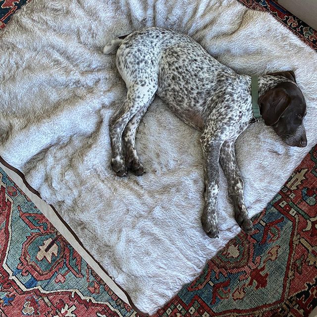 PupProtector Waterproof Dog Blanket - White Brown Accents - American Bark Bliss