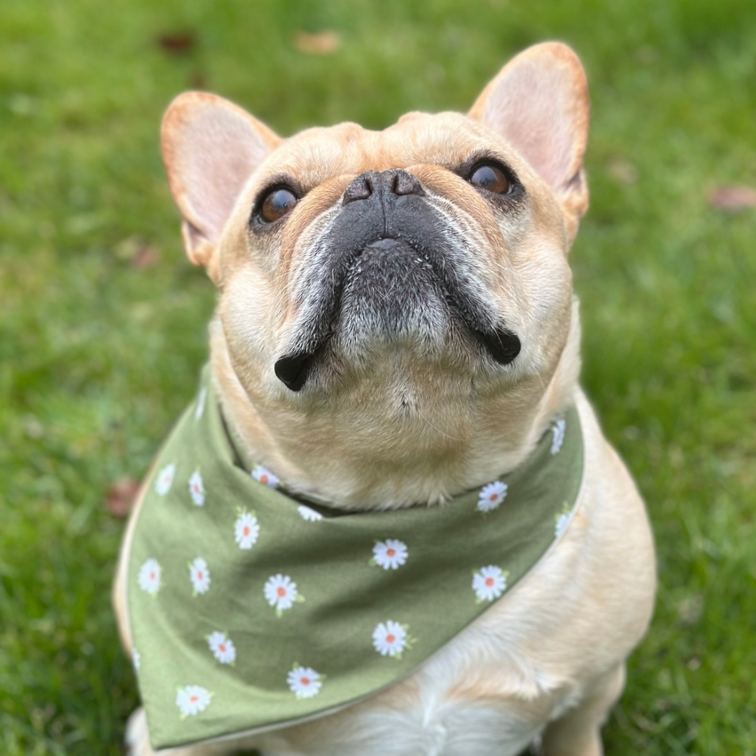 Custom Floral Dog Bandana - American Bark Bliss