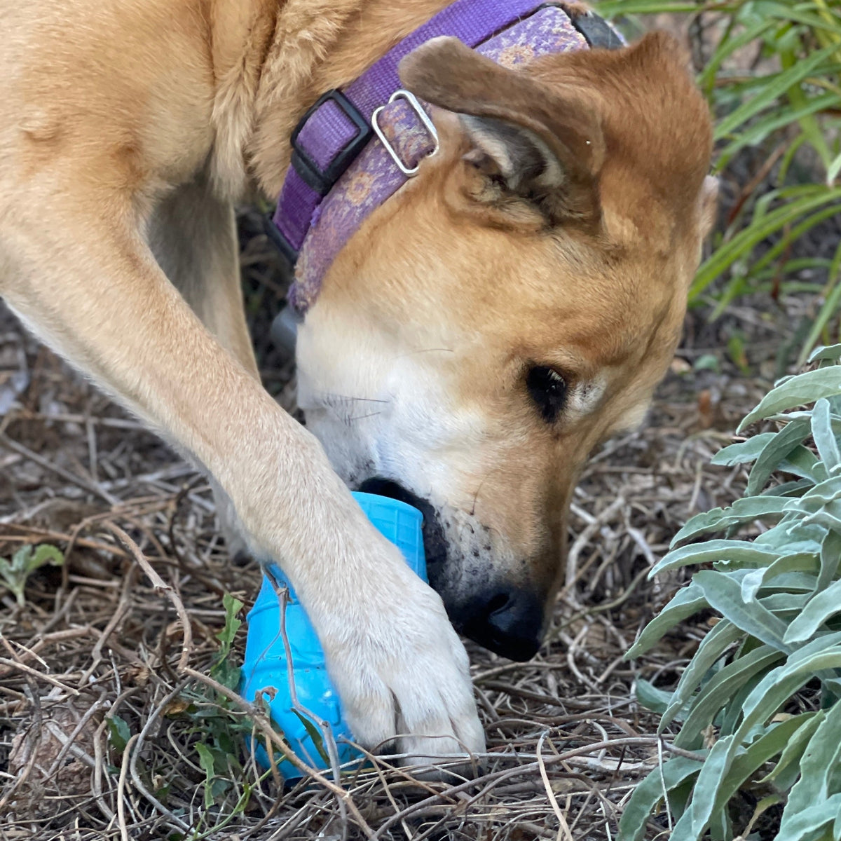 Ice Cream Cone Durable PUP-X Rubber eDispenser Chew Toy and Treat Dispenser - American Bark Bliss