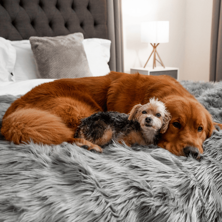 Waterproof Dog Throw Blanket - Protect Your Furniture - American Bark Bliss