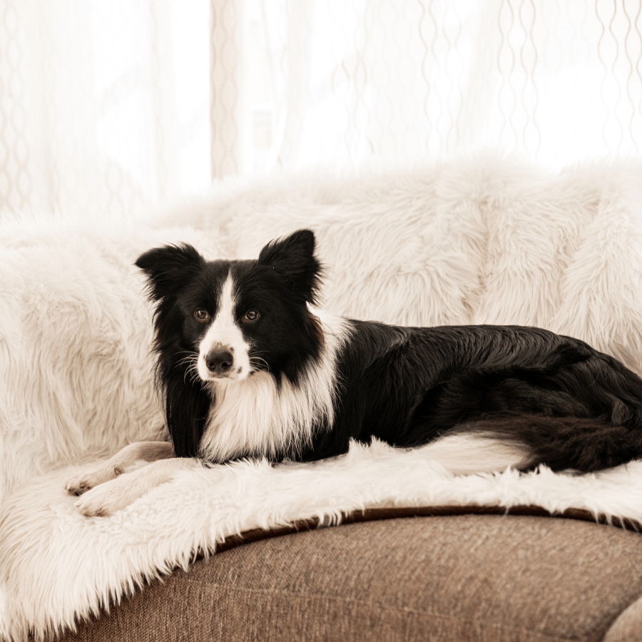 PupProtector Waterproof Dog Blanket - Polar White - American Bark Bliss