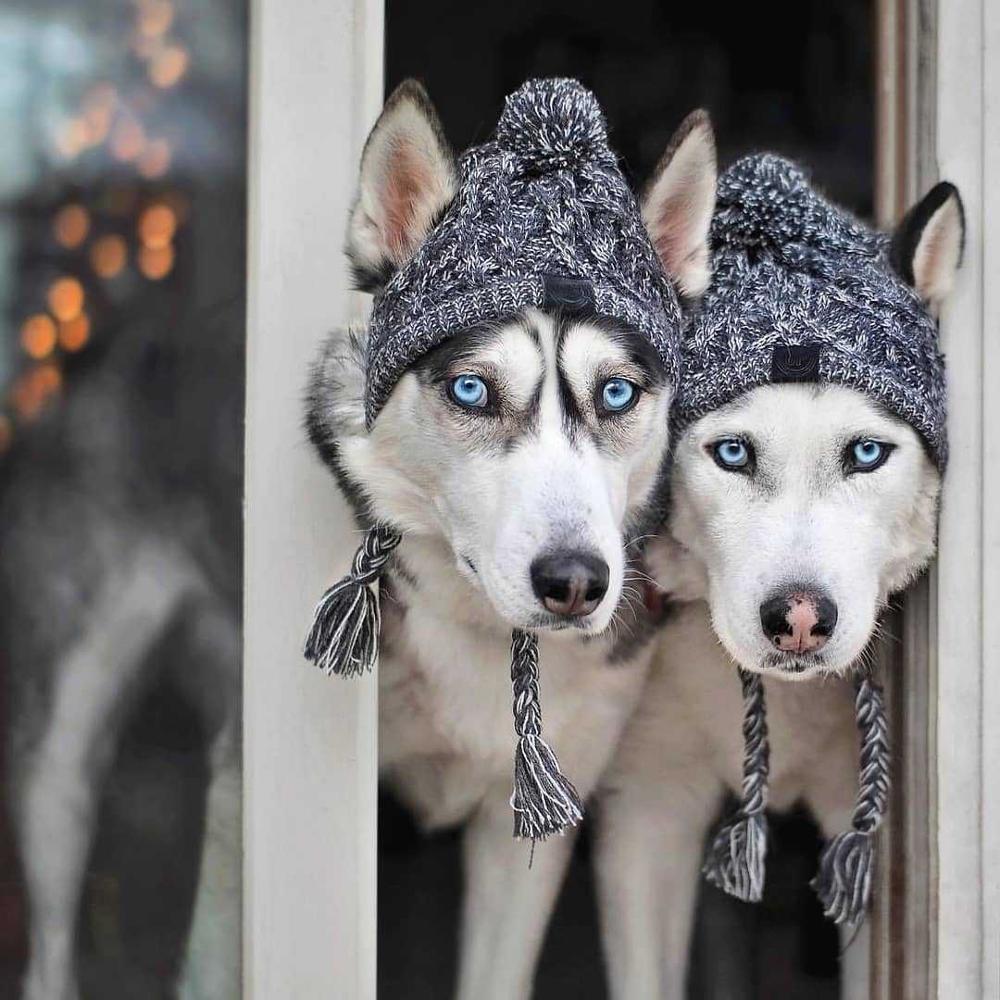 Knitted Pet Hats with Fluffy Ball for Winter - American Bark Bliss