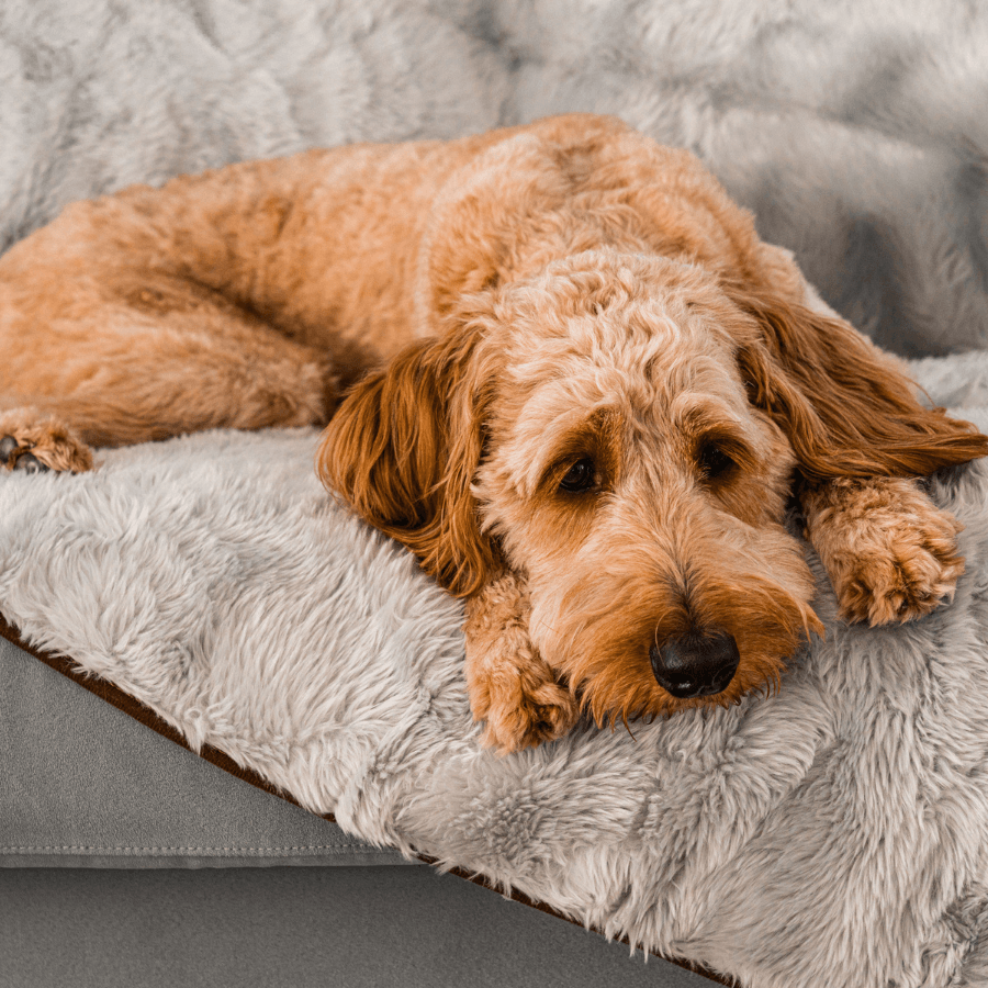 Short Fur Waterproof Throw Blanket for Pets - American Bark Bliss