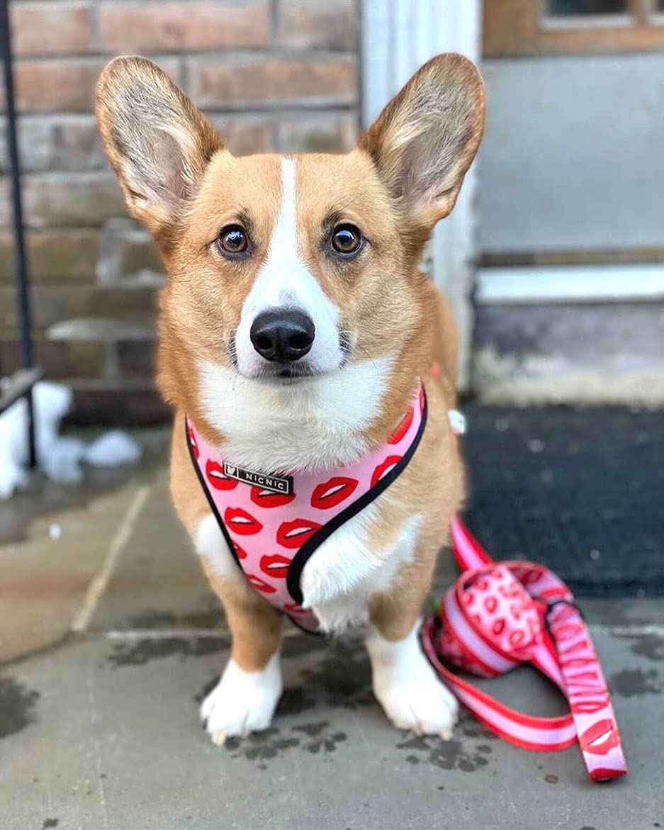 Pet Breathable Mesh Harness with Traction by Furr Baby Gifts