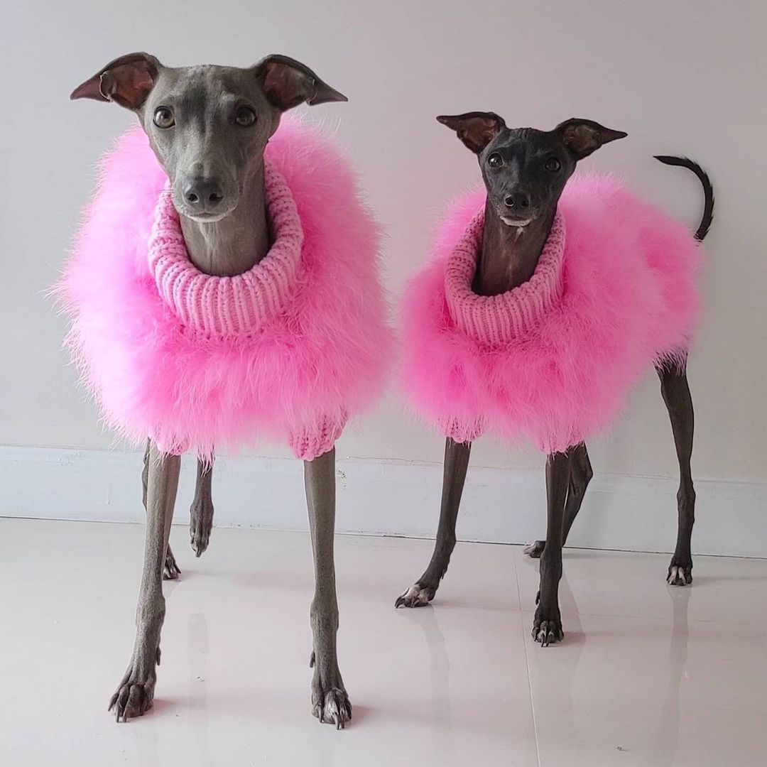 Luxury Feathered Pet Sweater - American Bark Bliss