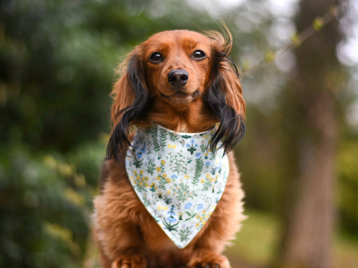 "Black Poppy" Dog Bandana - American Bark Bliss