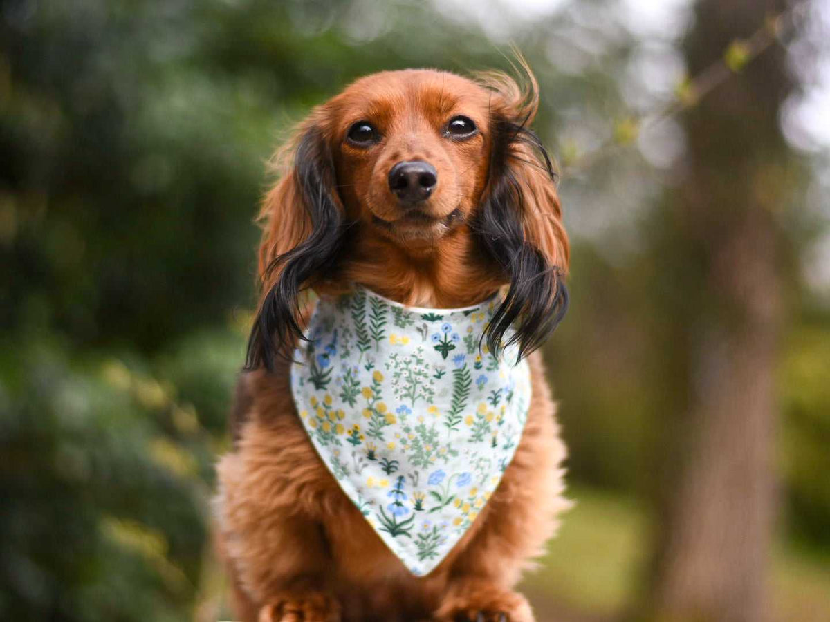 "Birthday Boy" Metallic Blue on Black Confetti Dog Bandana - American Bark Bliss