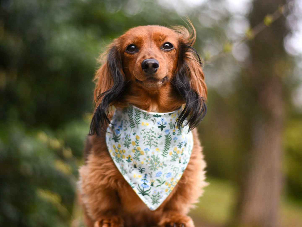 "Desert Daisies" Dog Bandana - American Bark Bliss
