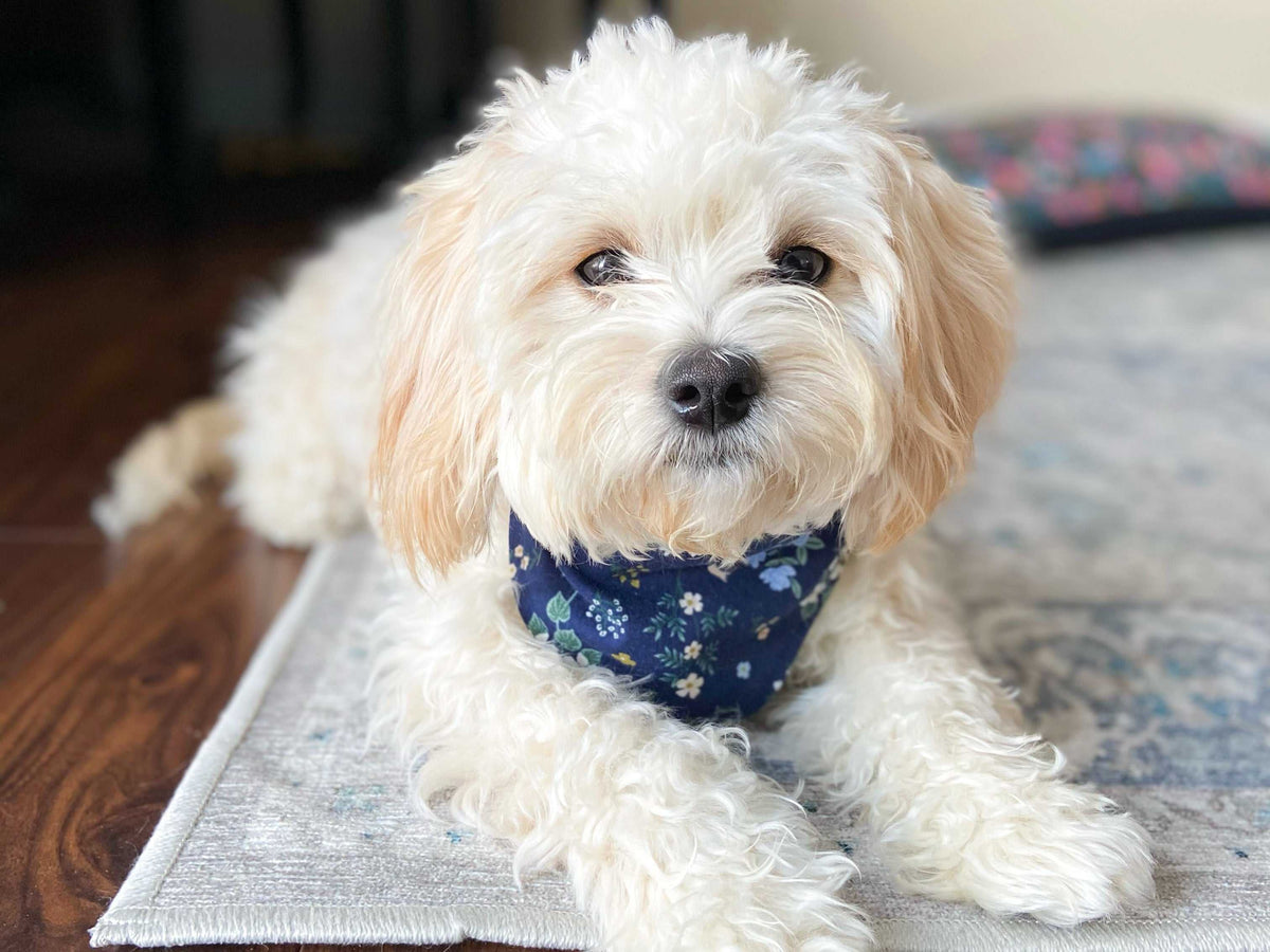 "Birthday Boy" Metallic Blue on Black Confetti Dog Bandana - American Bark Bliss