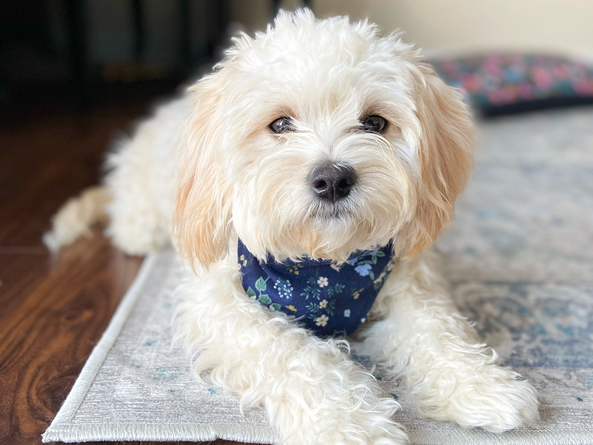 "High Tops" Dog Bandana - American Bark Bliss