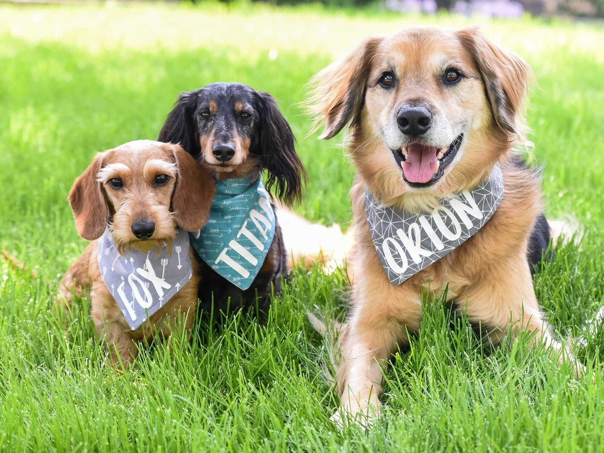 "Birthday Boy" Metallic Blue on Black Confetti Dog Bandana - American Bark Bliss