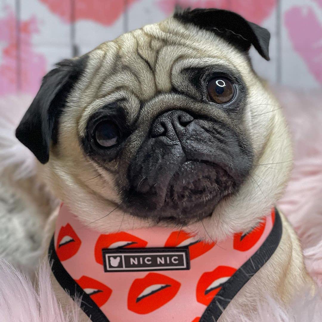 Pet Breathable Mesh Harness with Traction by Furr Baby Gifts