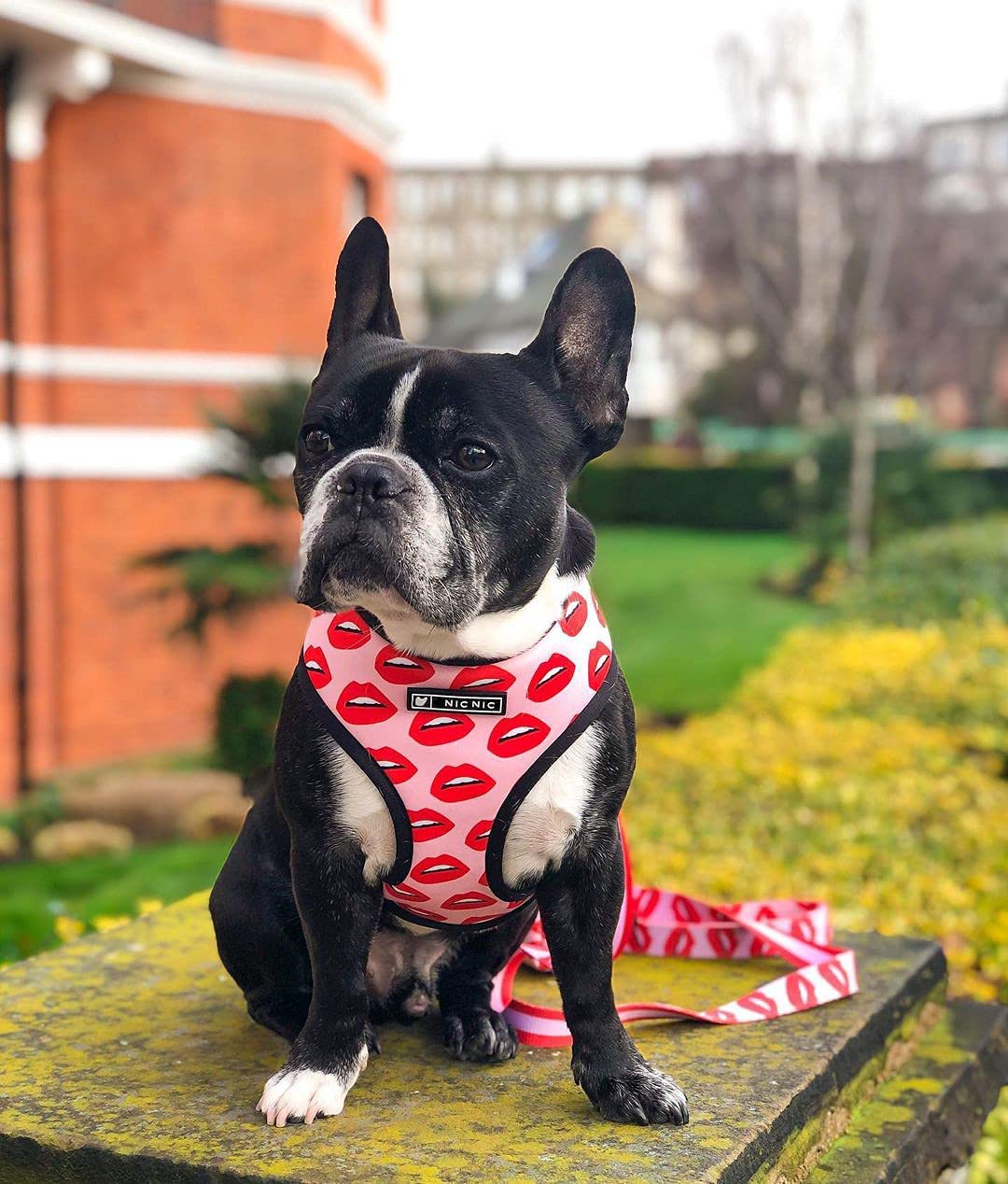 Pet Breathable Mesh Harness with Traction by Furr Baby Gifts