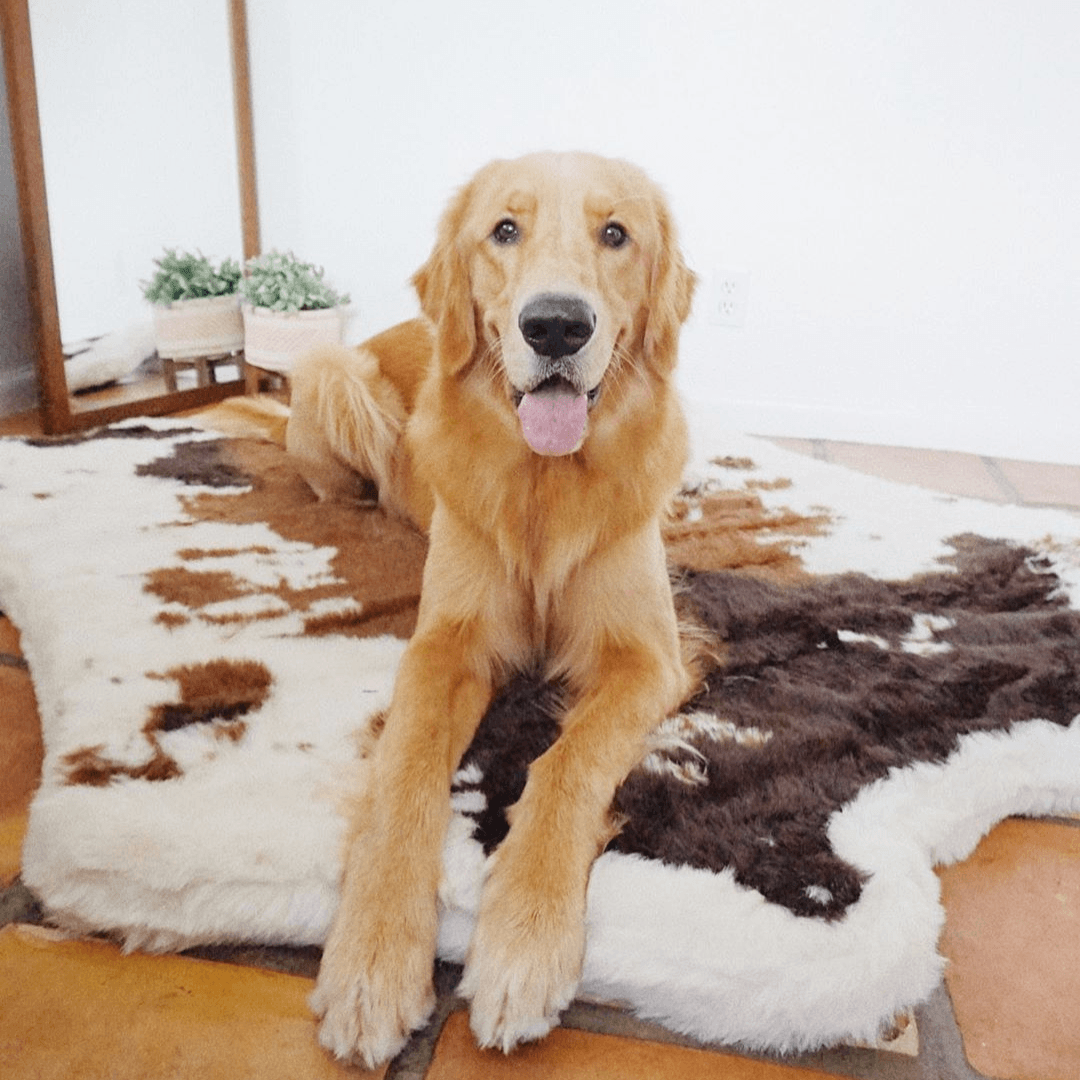 Memory Foam Dog Bed - PupRug® Faux Cowhide Style - American Bark Bliss