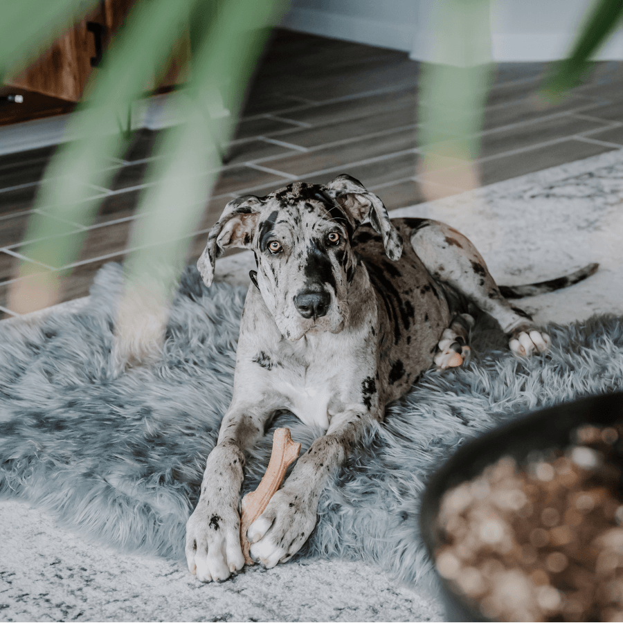 PupRug by Paw.com® Faux Fur Orthopedic Dog Bed - Curve Charcoal Grey - American Bark Bliss