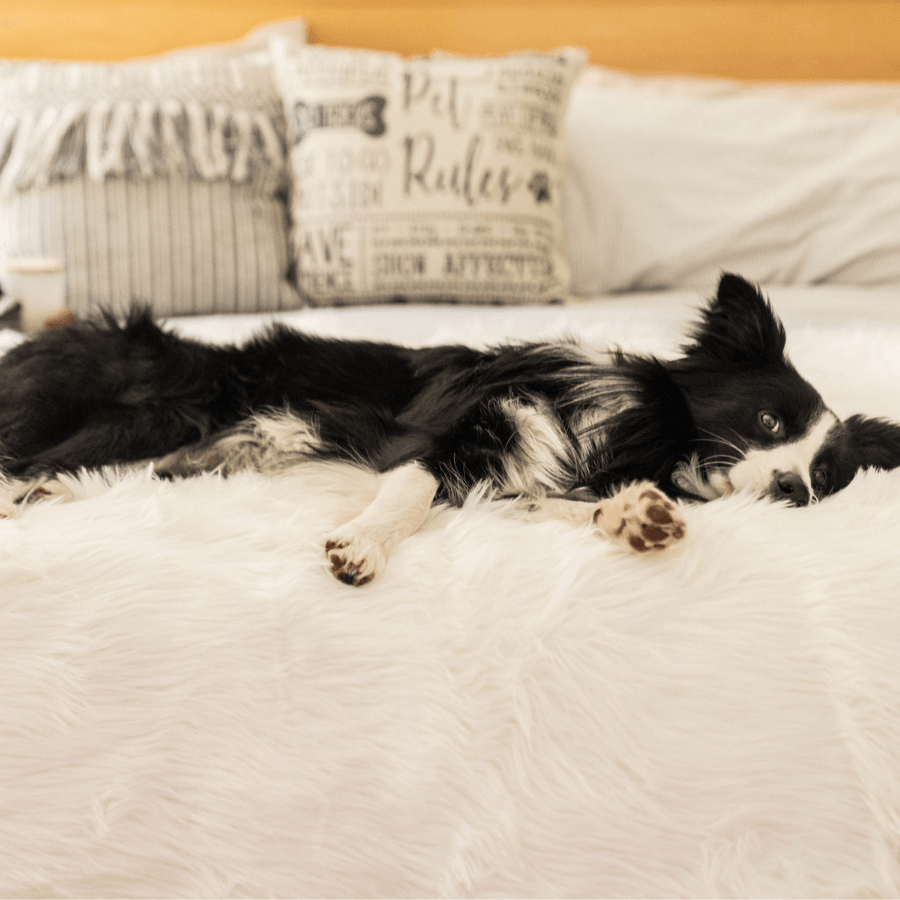 PupProtector Waterproof Dog Blanket - Polar White - American Bark Bliss