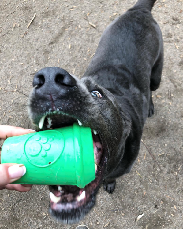 Coffee Cup eDispener Durable Rubber Chew Toy and Treat Dispenser - American Bark Bliss