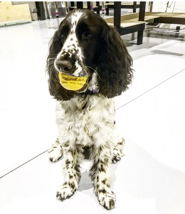 ID Ball Durable Rubber Chew Ball - American Bark Bliss