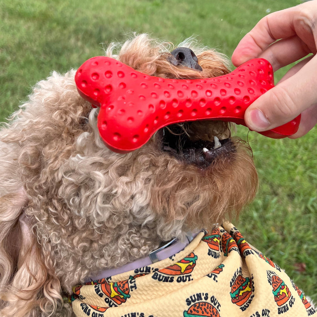 Durable Rubber Dog Toy - Arlo's Favorite Bone - American Bark Bliss