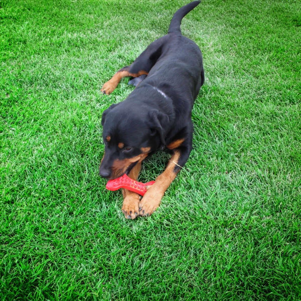 Durable Rubber Dog Toy - Arlo's Favorite Bone - American Bark Bliss