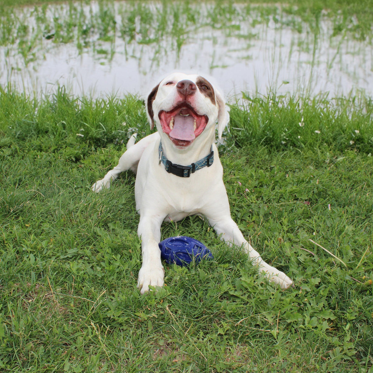 Durable Chewie Squeak Rubber Football for Dogs - American Bark Bliss