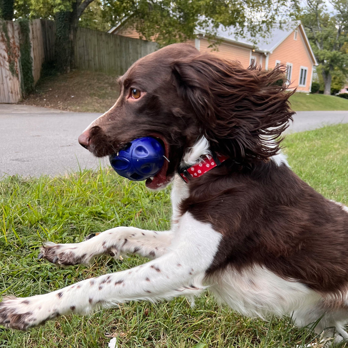 Durable Chewie Squeak Rubber Football for Dogs - American Bark Bliss