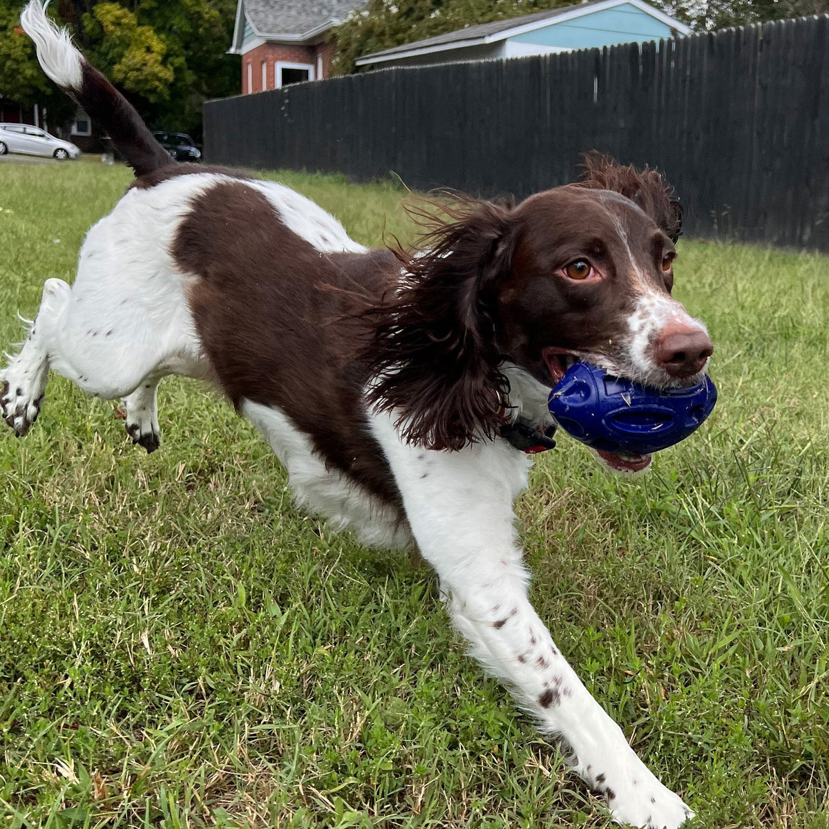 Durable Chewie Squeak Rubber Football for Dogs - American Bark Bliss