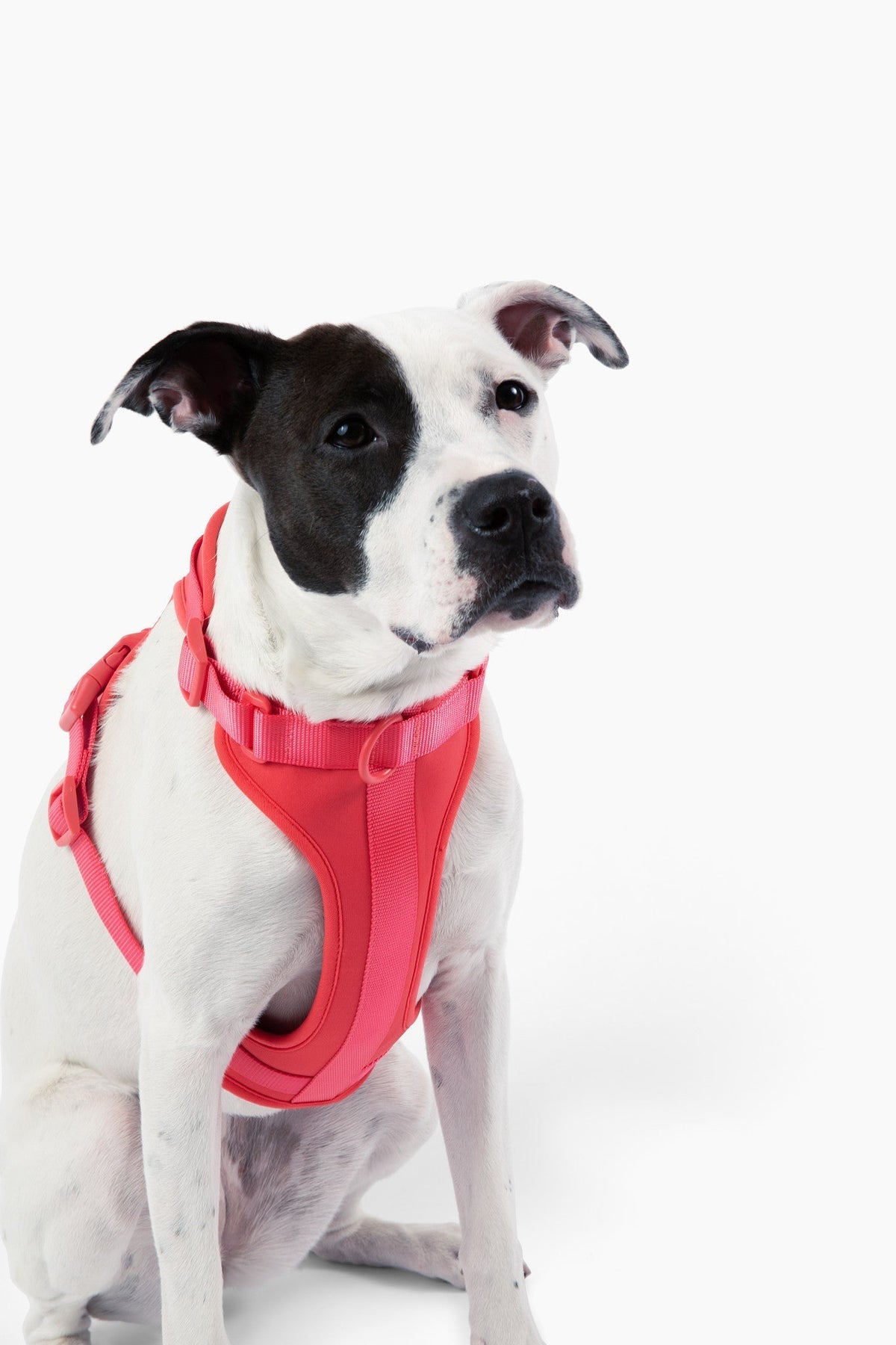 Adjustable Dog Harness for Comfortable Walks - American Bark Bliss