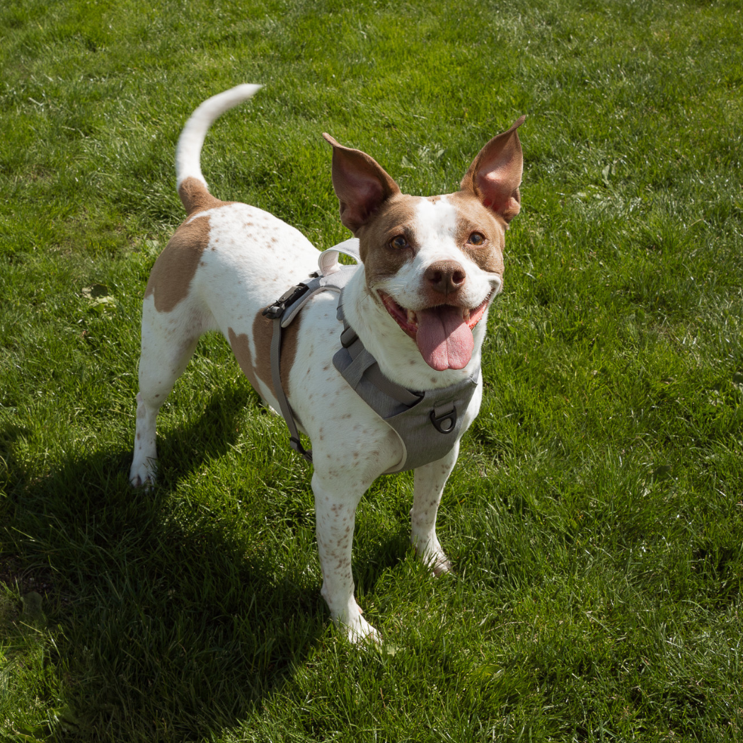 Magnetic Dog Harness - American Bark Bliss