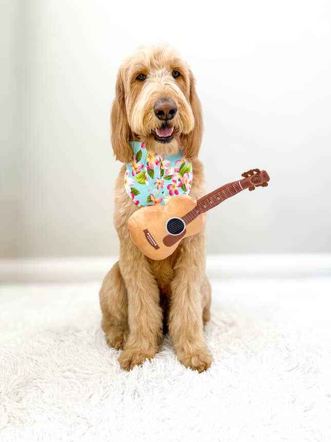 Guitar Squeaky Dog Toy – Plush Crinkle Dog Toy for Medium & Large Dogs, Durable Musical Dog Toy for Tug, Fetch & Birthday Gifts
