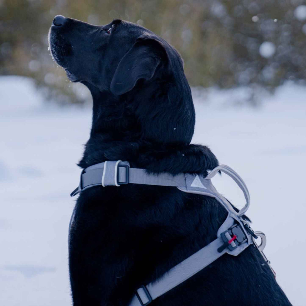 Magnetic Dog Harness - American Bark Bliss