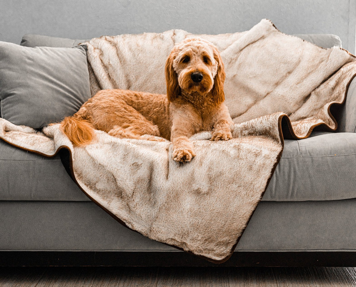 PupProtector Waterproof Dog Blanket - White Brown Accents - American Bark Bliss