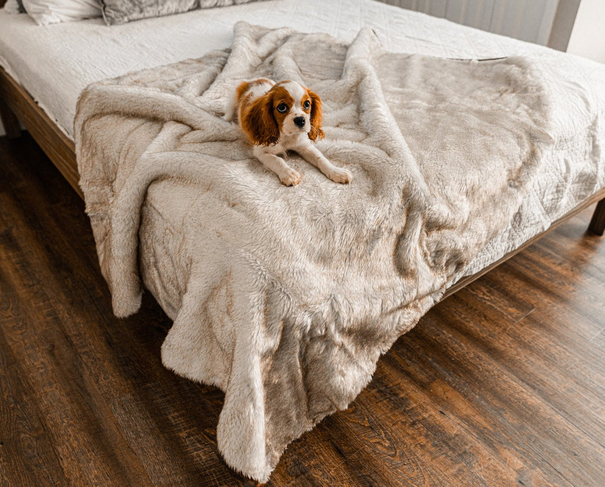 PupProtector Waterproof Dog Blanket - White Brown Accents - American Bark Bliss