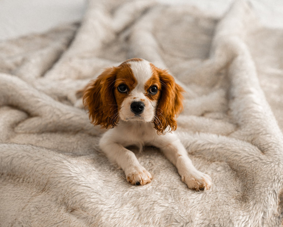 PupProtector Waterproof Dog Blanket - White Brown Accents - American Bark Bliss