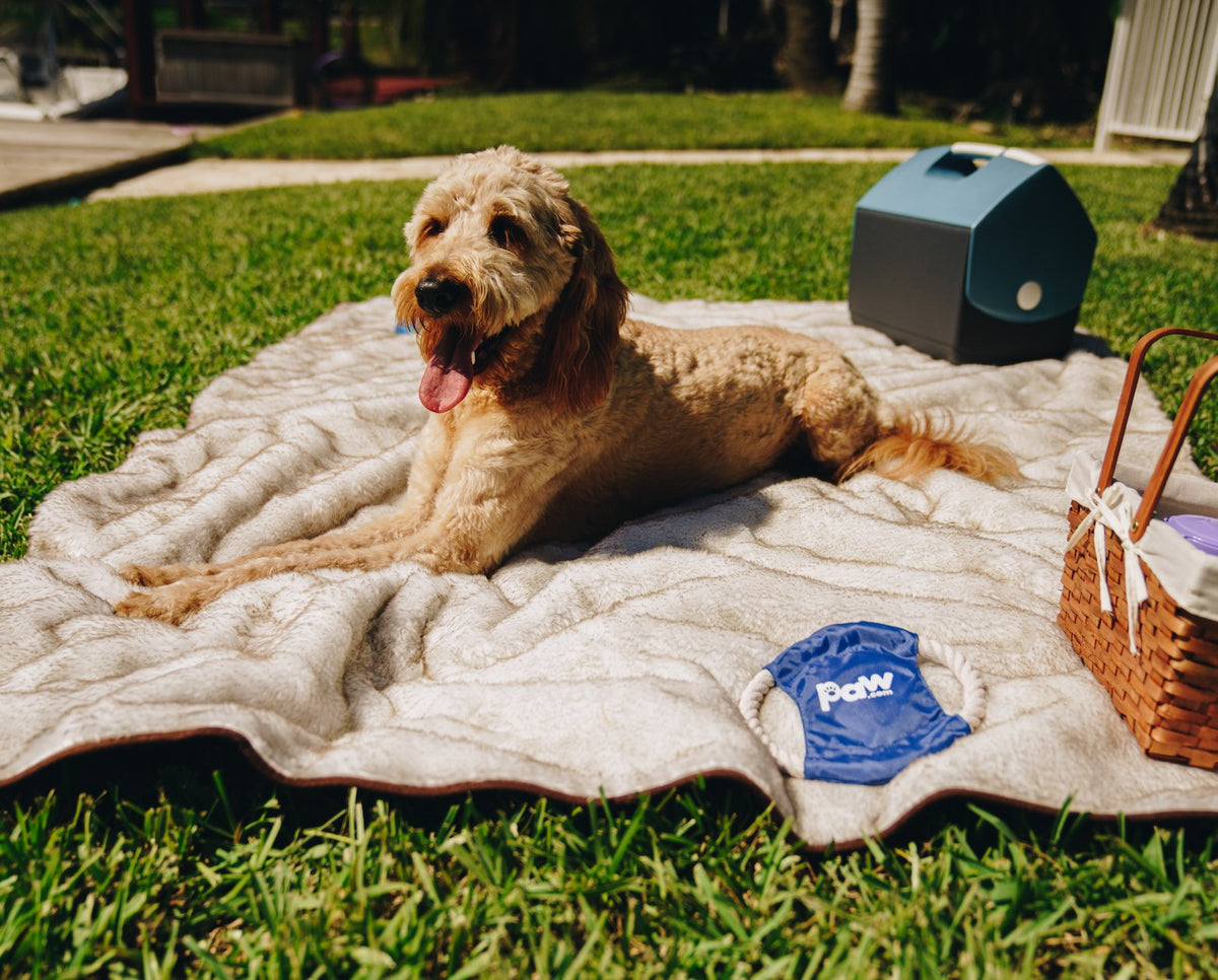PupProtector Waterproof Dog Blanket - White Brown Accents - American Bark Bliss