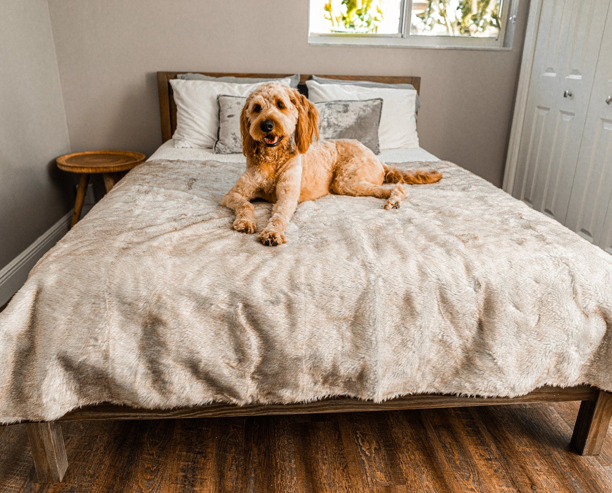 PupProtector Waterproof Dog Blanket - White Brown Accents - American Bark Bliss