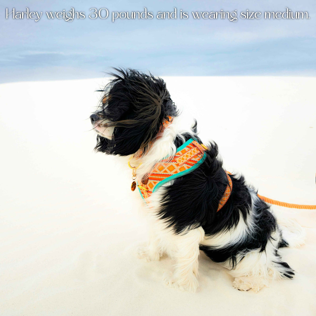 Desert Dream Harness - American Bark Bliss