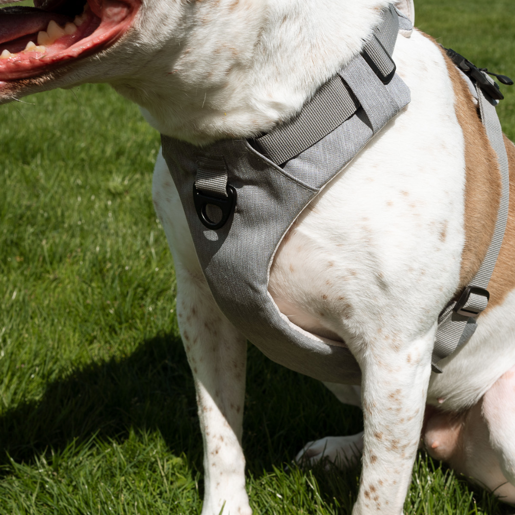 Magnetic Dog Harness - American Bark Bliss