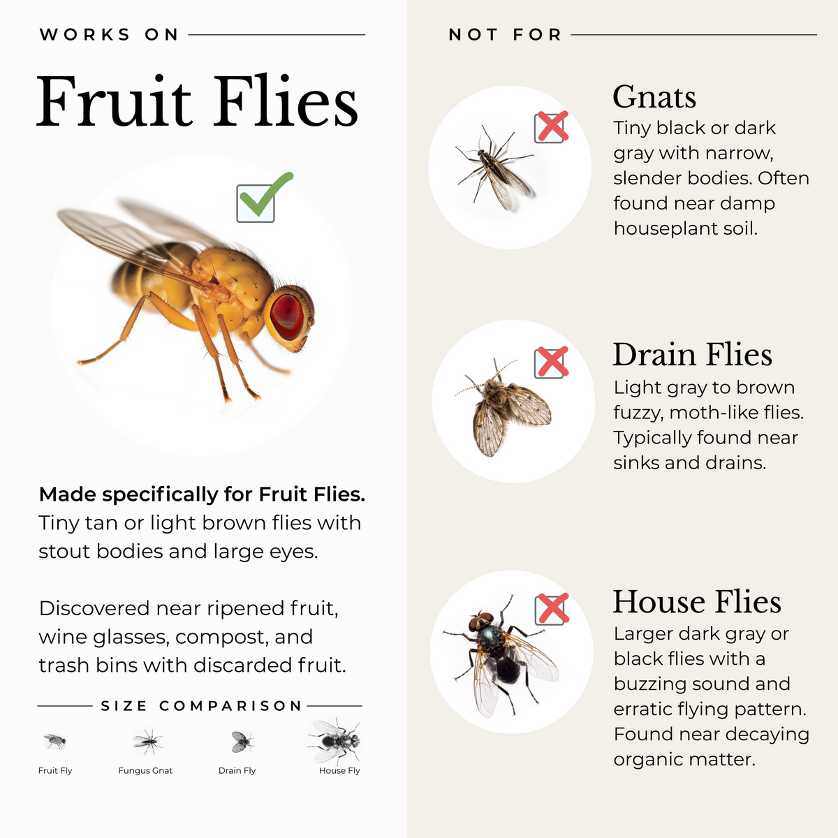 (2 Pack) Fruit Fly Trap for Home + Kitchen