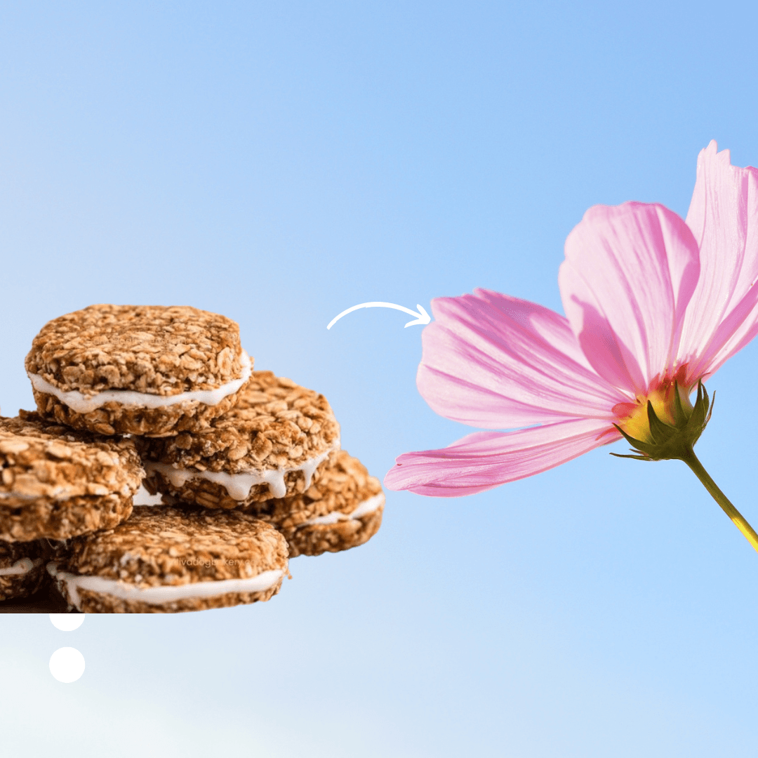 Oatmeal Organic Cream Pie Dog Treats - Organic Delight - American Bark Bliss