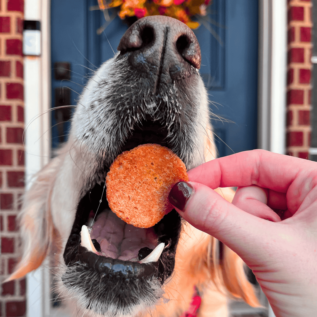Turkey Feast Chips - American Bark Bliss