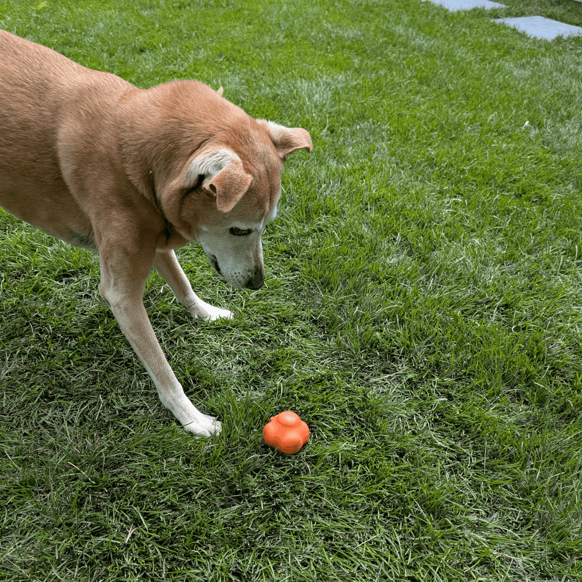 Dog Fetch Balls - American Bark Bliss