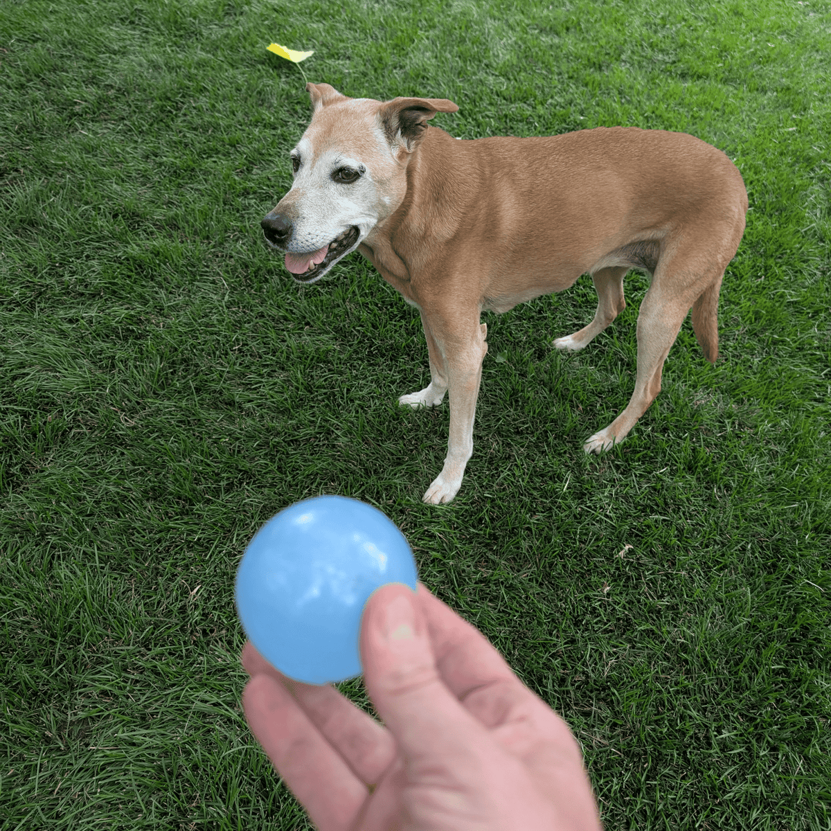 Dog Fetch Balls - American Bark Bliss