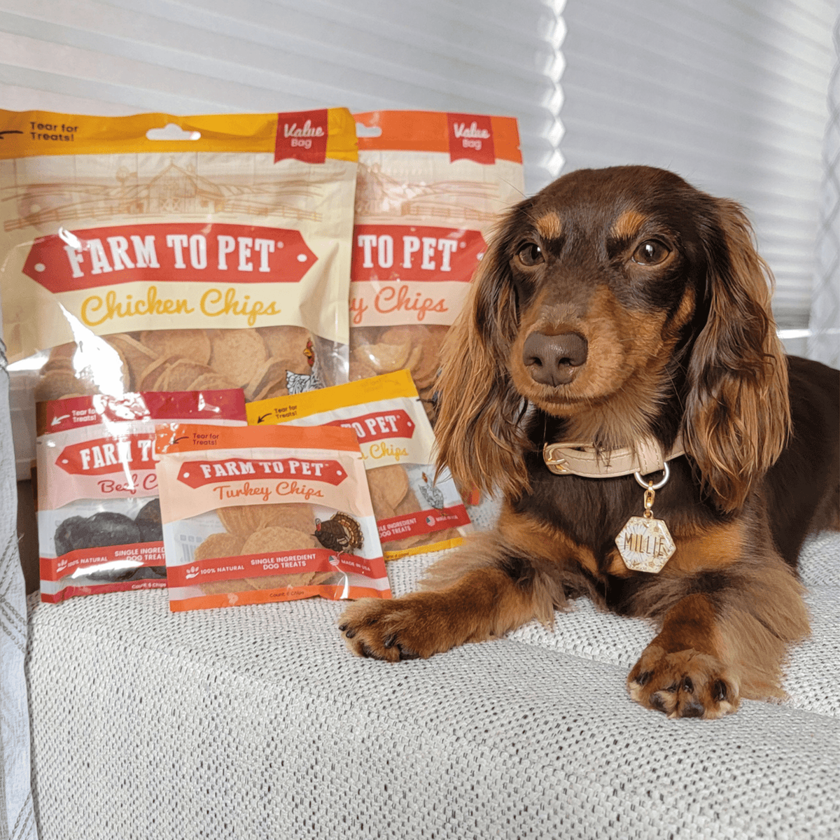 Turkey & Chicken Chip Dog Treat Duo | Single-Ingredient Poultry Treats for Dogs - American Bark Bliss
