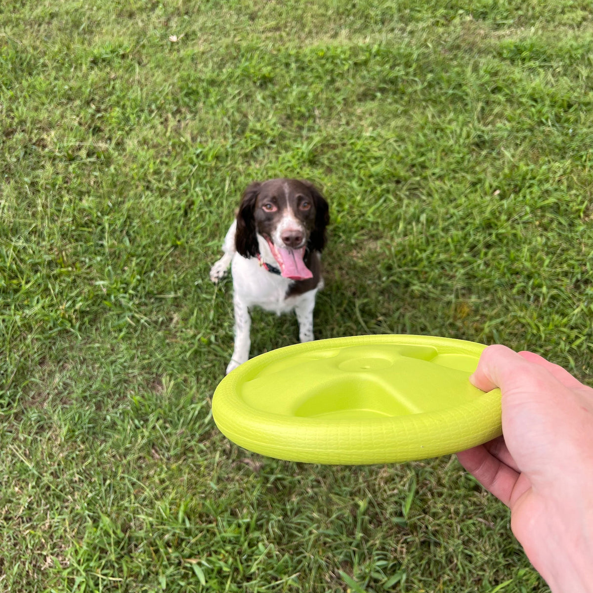 Harley Flyer Durable Dog Frisbee - American Bark Bliss